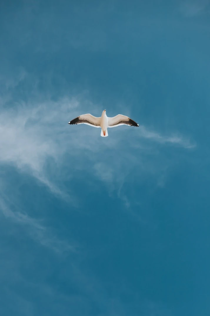 A seagull in flight with its wings fully outstretched against a blue sky.